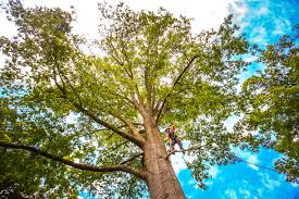 How Our Tree Care Process Works  in  Stroud, OK