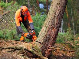 Best Tree Removal  in Stroud, OK