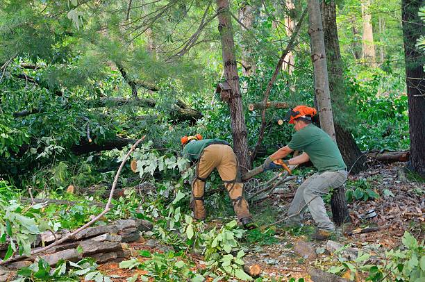 Best Emergency Tree Removal  in Stroud, OK