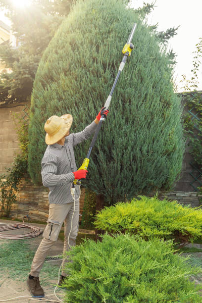 Best Tree Preservation Services  in Stroud, OK
