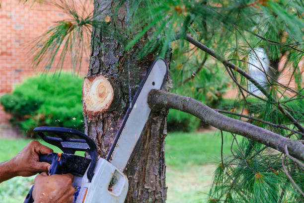 Best Hazardous Tree Removal  in Stroud, OK